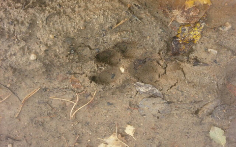 В Сыктывкаре волки утащили собаку на глазах у хозяина