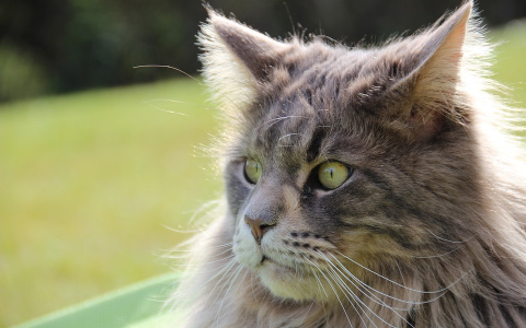 В Сыктывкаре мошенник попросил женщину отнести ему кота и сходить за подарками