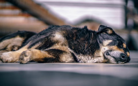 В Коми собаку довели до состояния скелета: хозяевам наплевать на животное