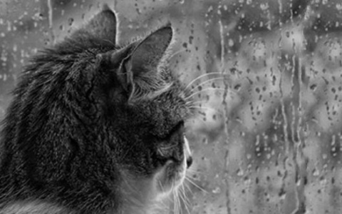 Погода в Сыктывкаре на 19 октября: слабый дождь с утра до вечера