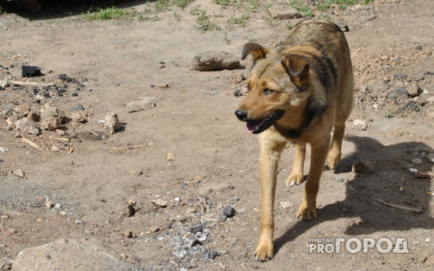 Сыктывкарцы о собаке, которую морят голодом: «Хозяев самих посадить на цепь»