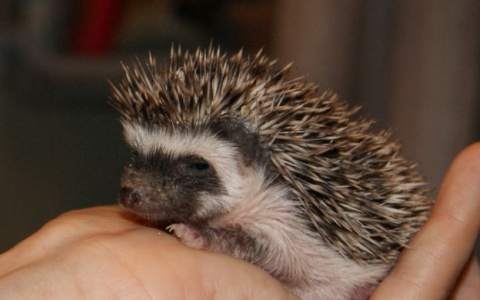 Топ экзотических животных, которых продают в Сыктывкаре