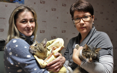 Эффект «Pro Города»: все 11 кошек, за которыми ухаживал сыктывкарец, нашли новый дом
