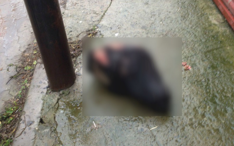 В центре Сыктывкара валялась отрубленная голова коровы (фото 16+)