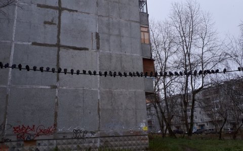 Фото дня: голуби на отдыхе в одном из дворов Сыктывкара