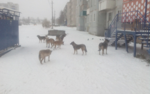 В Коми люди боятся перейти дорогу из-за стаи бродячих псов