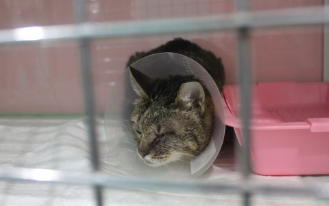 Ветеринары бьют тревогу: домашние кошки стали часто умирать от рака