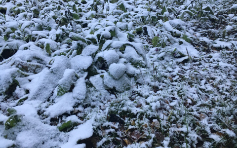 Погода в Сыктывкаре на 28 октября: лучше остаться дома