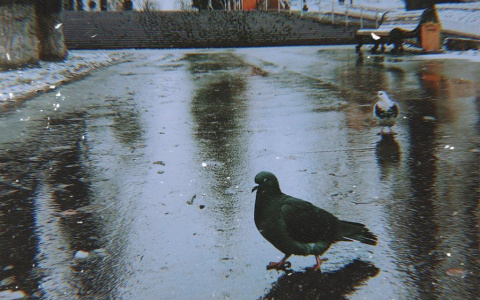 Фото дня: прогуливающийся по Кировскому парку Сыктывкара голубь