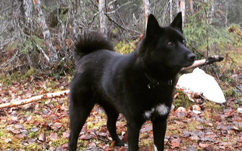 Житель Коми снял трогательное видео о своей пропавшей в лесу собаке: «Не могу смотреть без слёз»