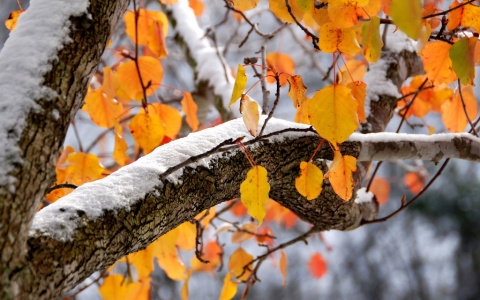 Погода в Сыктывкаре на 1 ноября: пасмурный ноябрьский денек