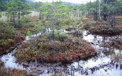 В Коми разыскивают мужчину, который пошел за ягодами и пропал