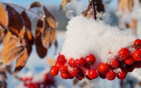 Погода в Сыктывкаре на 2 ноября: слабый снег и пасмурное небо