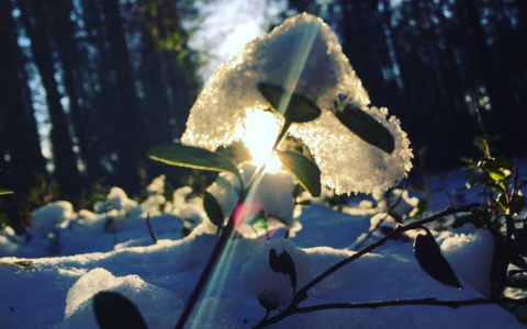 Фото дня: прогулка по лесу под Сыктывкаром