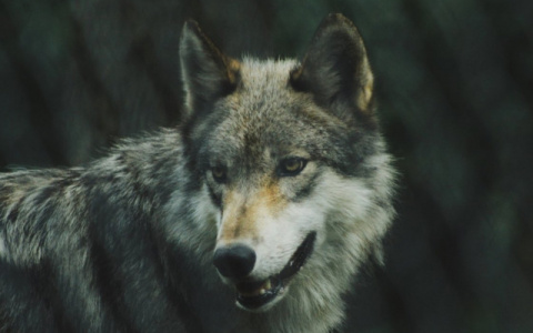 В одном из сел Коми заметили стаю волков