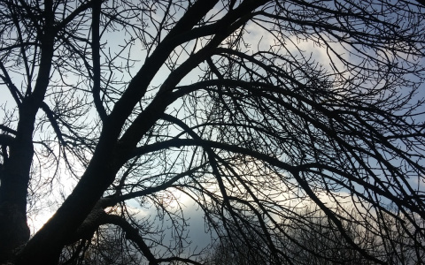 Погода в Сыктывкаре на 6 ноября: осенний дождь и плюсовая температура