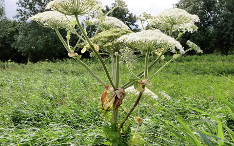 В России выписали первый в истории штраф за борщевик
