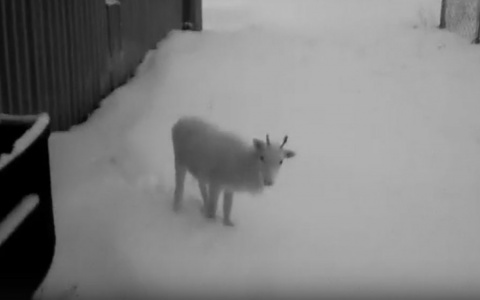 Минута милоты: в Коми в гости к сотрудникам аэропорта заглянул белый олененок (видео)