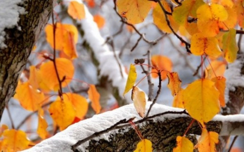 Погода в Сыктывкаре на 8 ноября: светло и морозно