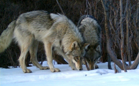 В селах Коми лютуют волки, они растерзали уже три десятка собак