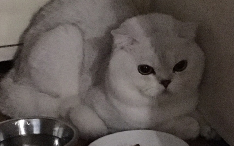 «Садистка-блогер» из Коми попала в больницу, а измученный кот – к новым хозяевам