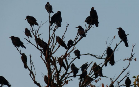 В Коми обнаружили тело мужчины, над которым кружила стая ворон