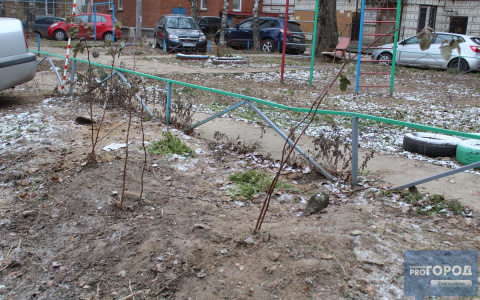 Озеленение по-сыктывкарски в ноябре: в ледяную землю закопали ветки кустов (видео)