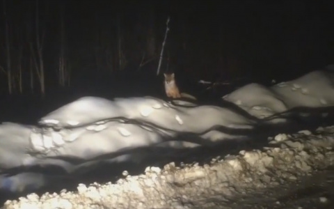 Жители Коми засняли на камеру прикормленную рыжую лису (видео)