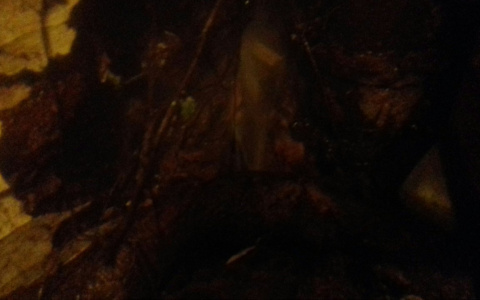 В Сыктывкаре уже неделю под дом хлещет кипяток (видео)