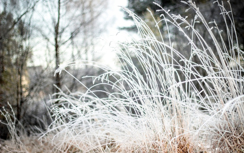 Погода в Сыктывкаре на 19 ноября: гололед и снег