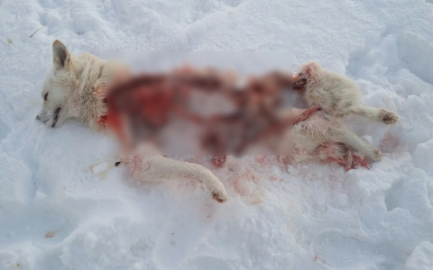 В селе Коми, которое терроризируют волки, разорвали собаку (фото 16+)