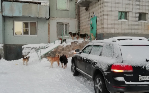 В Коми свора бешеных собак кидается на жильцов дома (видео)