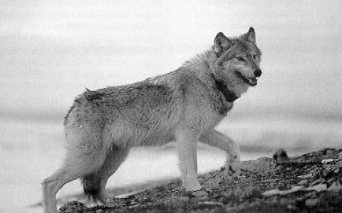 В селе Коми, где недавно разорвали собаку, застрелили огромного волка