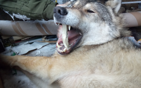 Появились кадры с волком, которого пристрелили в одном из сел Коми