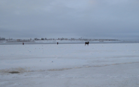 В Коми охотники пристрелили лося, которого вытащили из реки спасатели (фото)