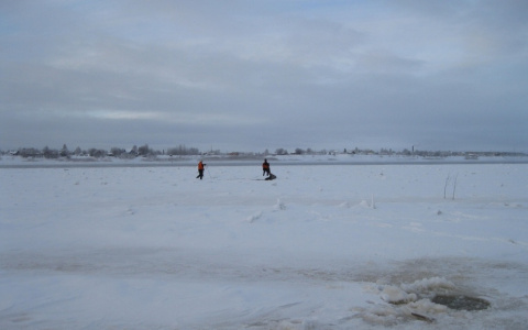 В Коми будут расследовать убийство лося, которого вытащили из холодной воды