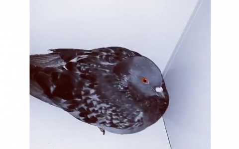 В Сыктывкаре находчивый голубь прячется от холодов в магазине (видео)