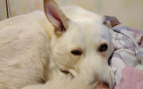 Ветеринарные клиники предупреждают о массовой травле собак в Сыктывкаре