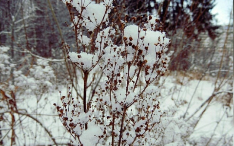 Фото дня: Сыктывкар запорошило снегом