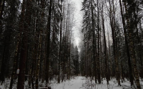 Фото дня: суровый северный сыктывкарский пейзаж