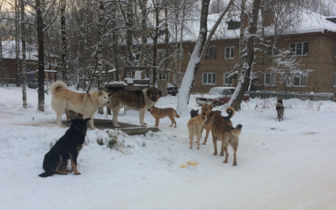 В Коми отважный мужчина спас девушку с ребенком от своры агрессивных собак