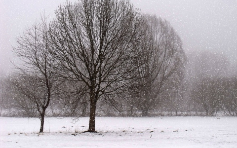 Погода в Сыктывкаре на 6 декабря: нулевая температура возвращается