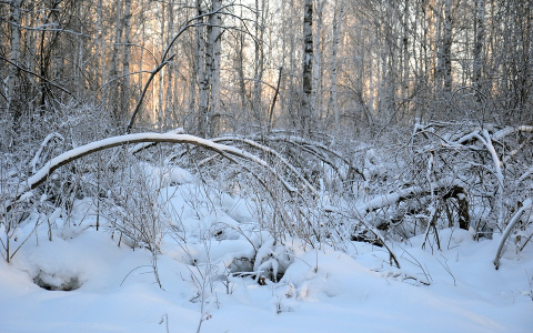 В Коми полицейские пять километров несли на себе тело рыбака