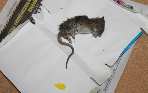 Сыктывкарка напором воды убила крысу, которая всю ночь не давала ей уснуть