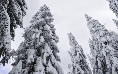 Синоптики рассказали, какая погода будет на рабочей неделе в Коми