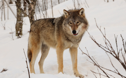 Еще одно село в Коми оказалось под угрозой нашествия волков