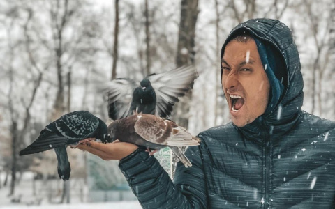 Фото дня: голодные голуби в Кировском парке Сыктывкара