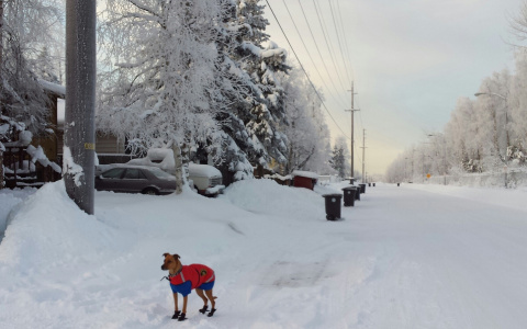 Погода в Сыктывкаре 11 декабря: очередной теплый и снежный день