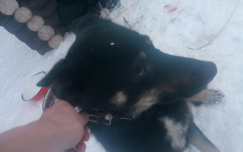 Под Сыктывкаром  появились волки, жители в панике: «Собака пришла вся в крови, а по ночам слышны выстрелы» (фото)