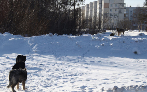 В Сыктывкаре ищут тех, кто разберется с бродячими псами